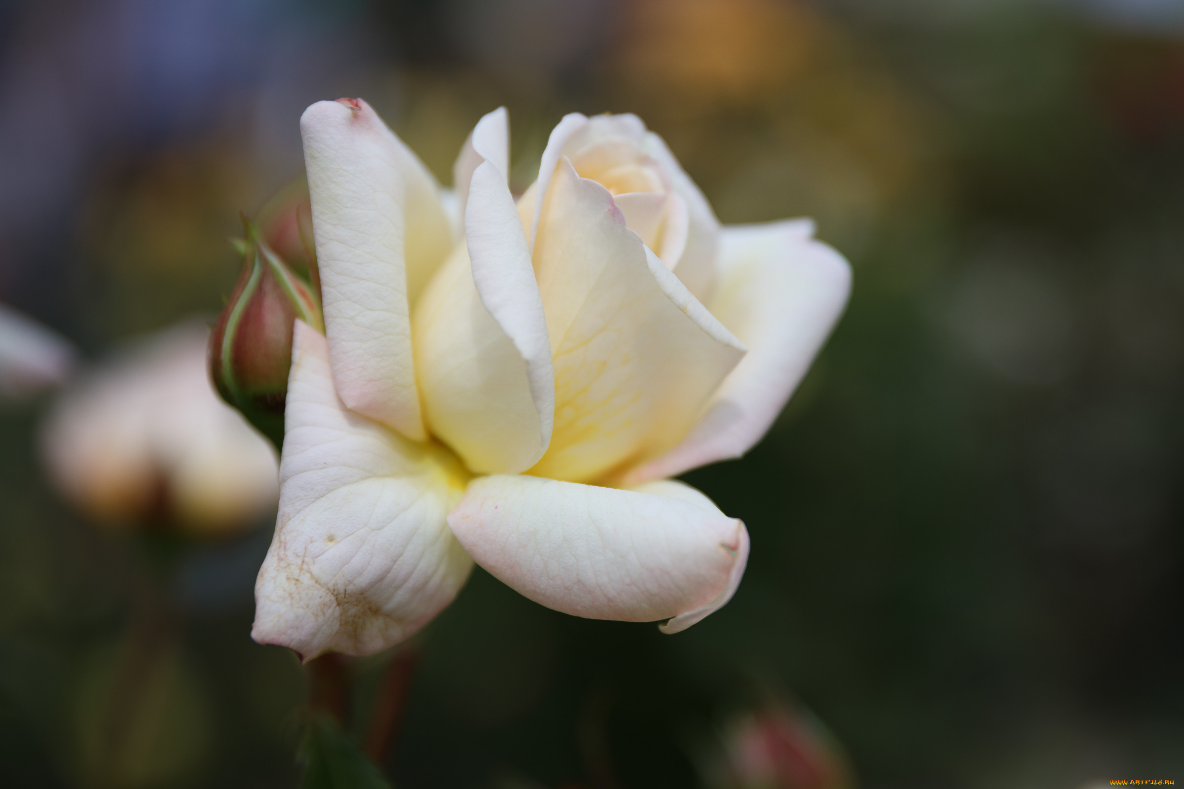 , , , , , , , rose, bud, petals, leaves, blossoms